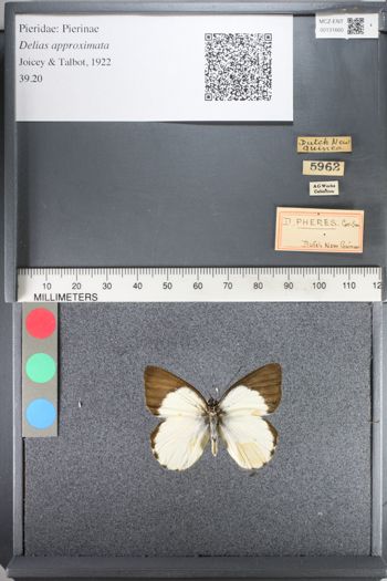 Media type: image;   Entomology 131660